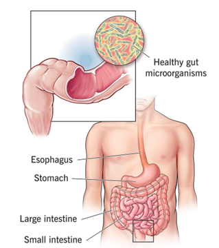 Importance of Gut Microbiome – a simple way to treat your health